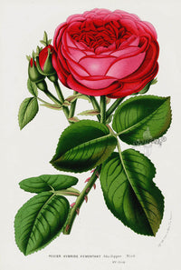 Van Houtte Gardens Europe Original Flower Print Rosier Hybr - Panteek Antique Prints