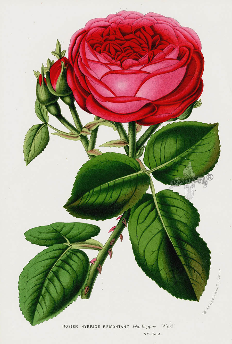 Van Houtte Gardens Europe Original Flower Print Rosier Hybr