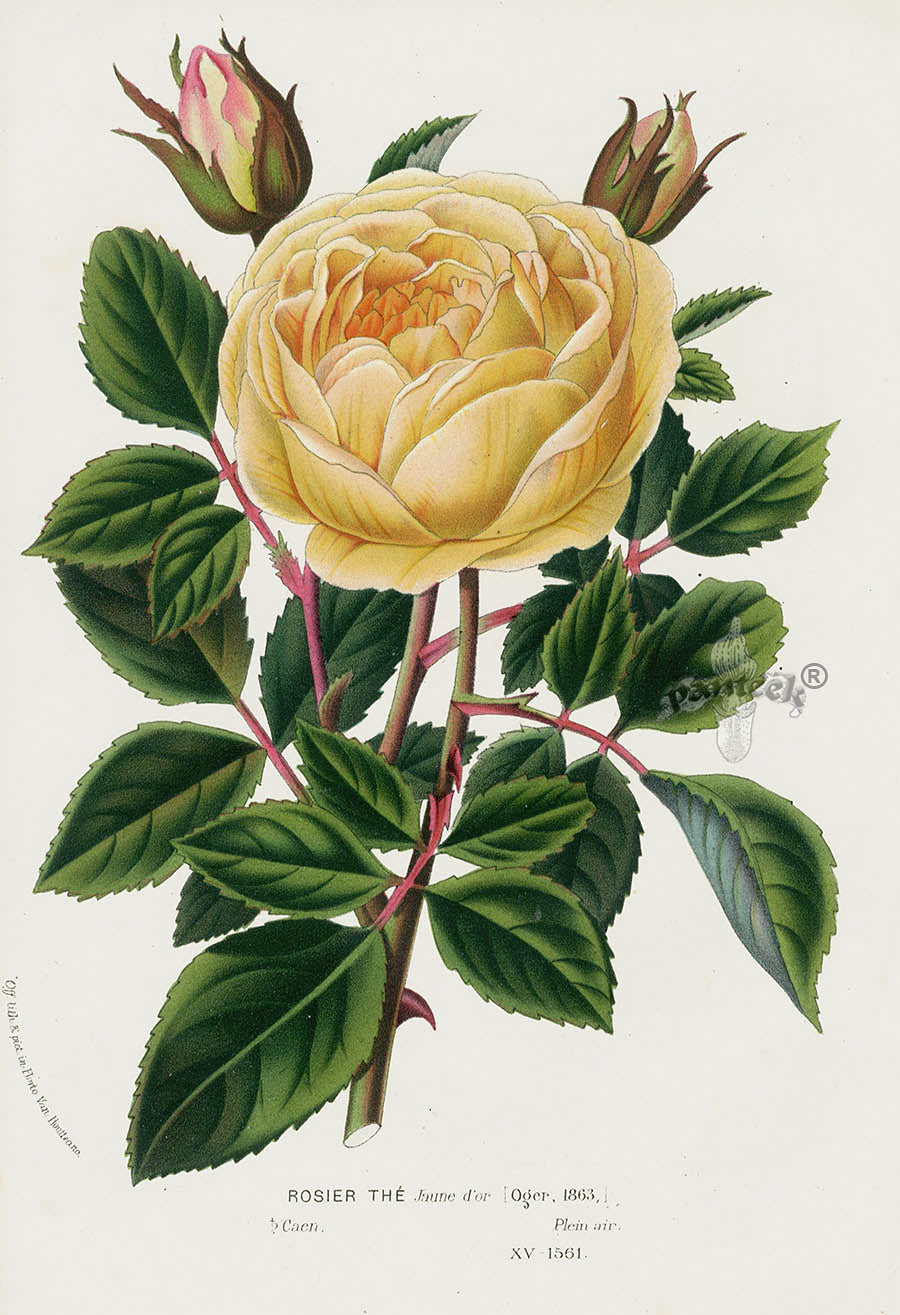 Van Houtte Gardens Europe Original Flower Print Rosier Thé