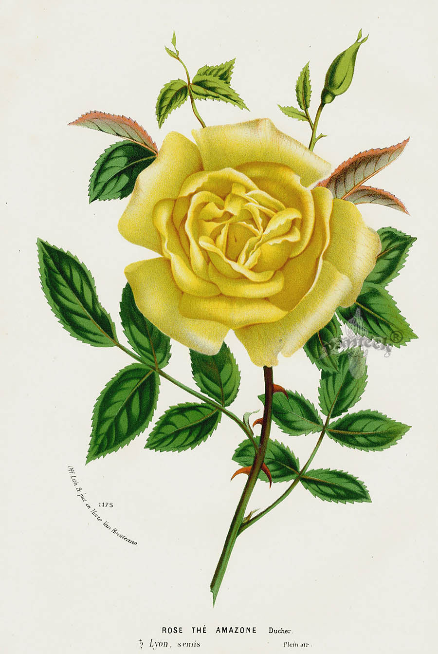 Van Houtte Gardens Europe Original Flower Print Rosier Thé Ama