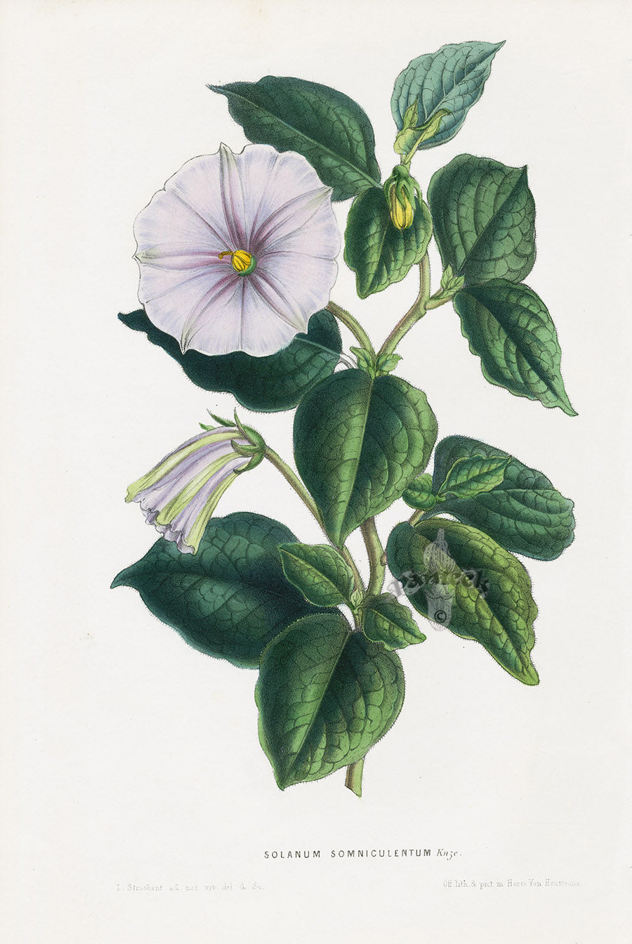 Van Houtte Gardens Europe Original Flower Print Solanum