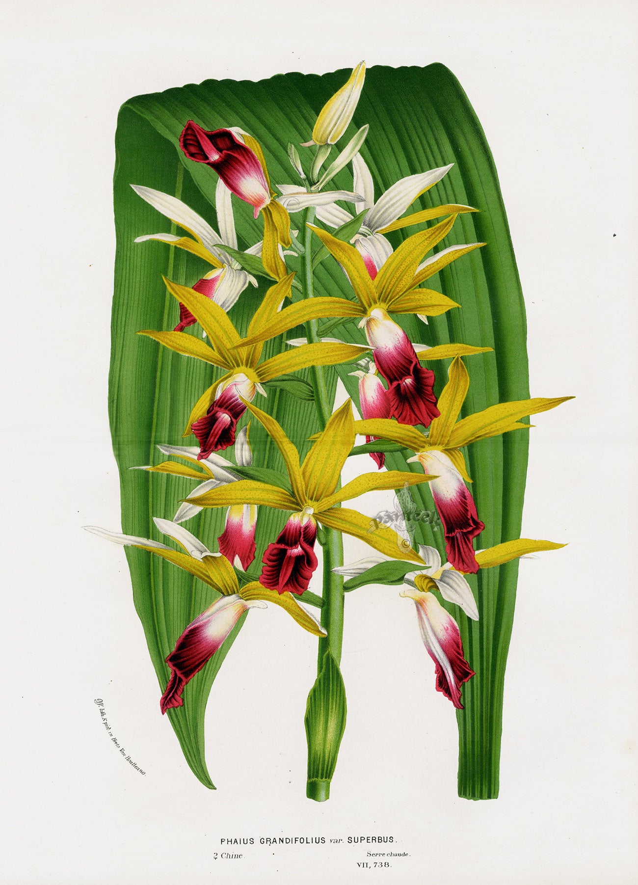 Van Houtte Gardens Europe Original Flower Print Swamp Orchid