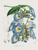 Van Houtte Gardens Europe Original Flower Print T. harrisii - Panteek Antique Prints