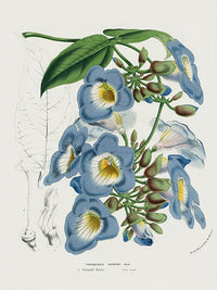 Van Houtte Gardens Europe Original Flower Print T. harrisii - Panteek Antique Prints