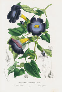 Van Houtte Gardens Europe Original Flower Print Thunbergia chr - Panteek Antique Prints