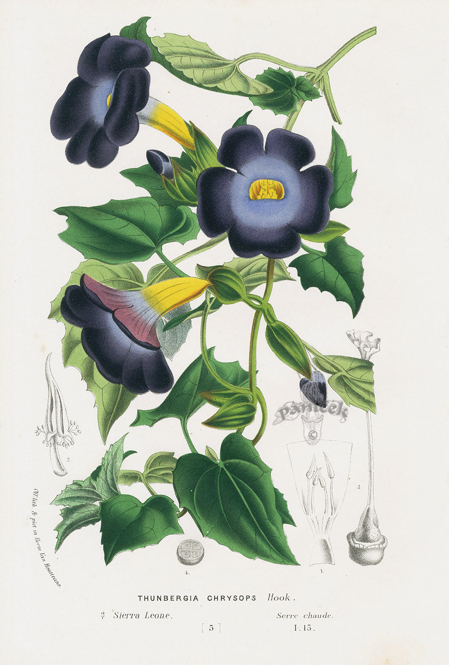 Van Houtte Gardens Europe Original Flower Print Thunbergia chr