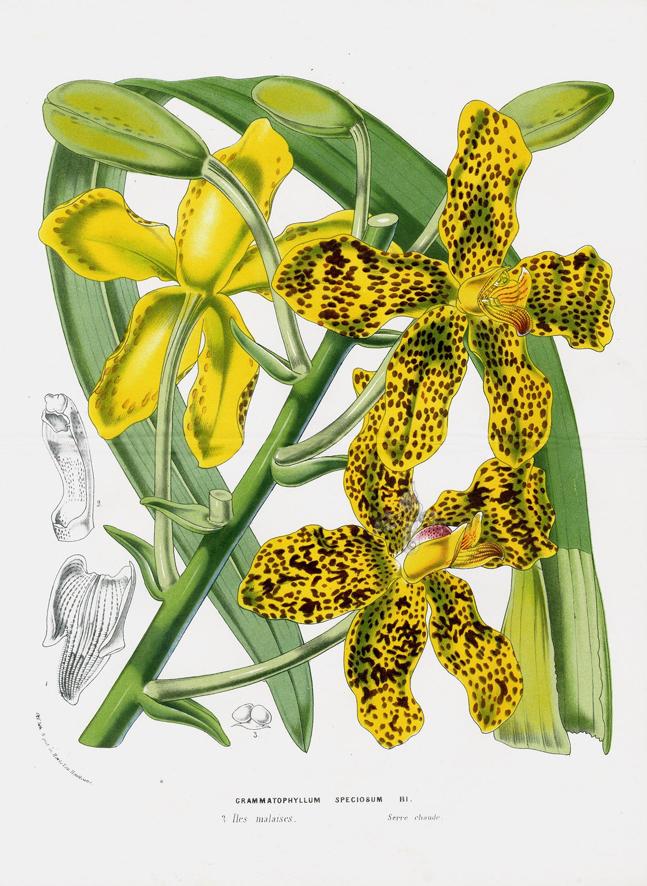 Van Houtte Gardens Europe Original Flower Print Tiger Orchid