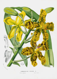 Van Houtte Gardens Europe Original Flower Print Tiger Orchid - Panteek Antique Prints