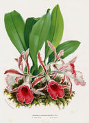 Van Houtte Gardens Europe Original Flower Print Trichopilia - Panteek Antique Prints