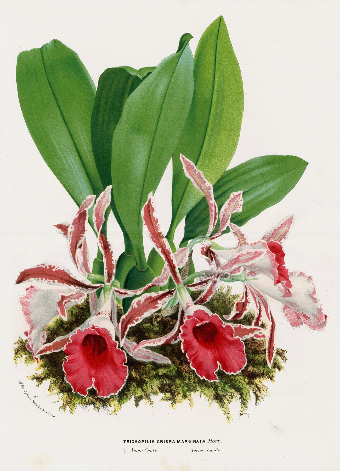 Van Houtte Gardens Europe Original Flower Print Trichopilia