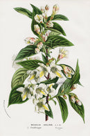 Van Houtte Gardens Europe Original Flower Print Weigelia - Panteek Antique Prints