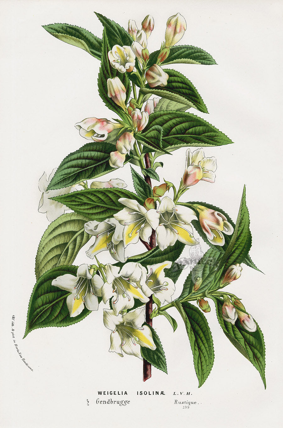 Van Houtte Gardens Europe Original Flower Print Weigelia