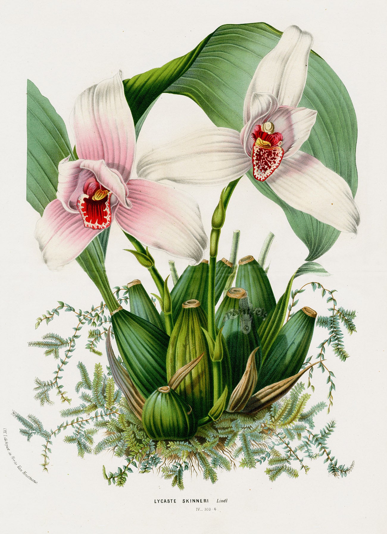 Van Houtte Gardens Europe Original Flower Print White Nun Orchid