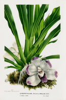 Van Houtte Gardens Europe Original Flower Print Zygopetalum - Panteek Antique Prints