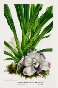 Van Houtte Gardens Europe Original Flower Print Zygopetalum - Panteek Antique Prints