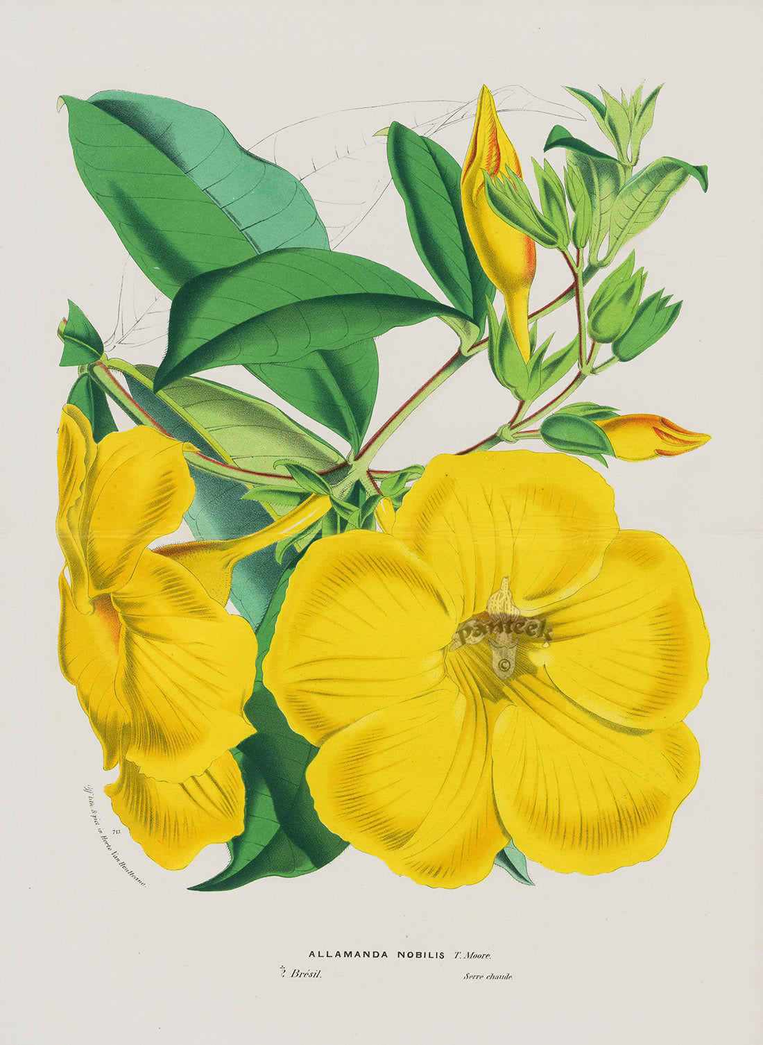 Van Houtte, Lemaire Original Folio Flower Print Allamanda