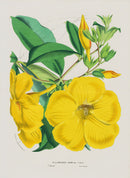 Van Houtte, Lemaire Original Folio Flower Print Allamanda - Panteek Antique Prints