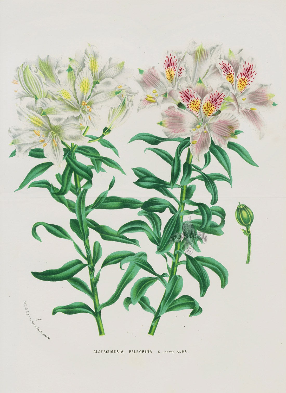 Van Houtte, Lemaire Original Folio Flower Print Alstroemeria