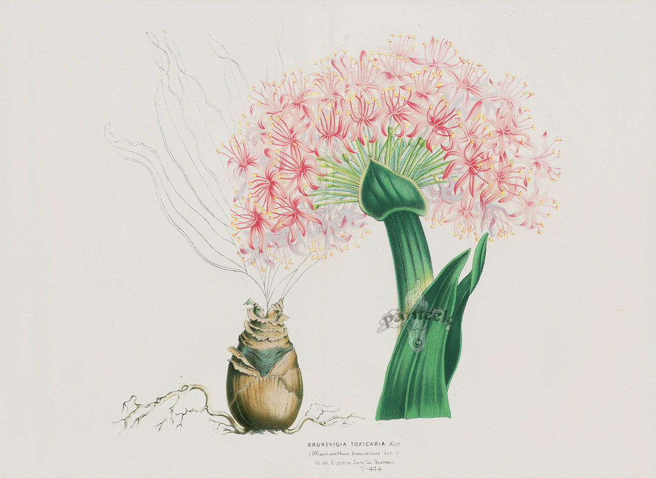 Van Houtte, Lemaire Original Folio Flower Print Amaryllis