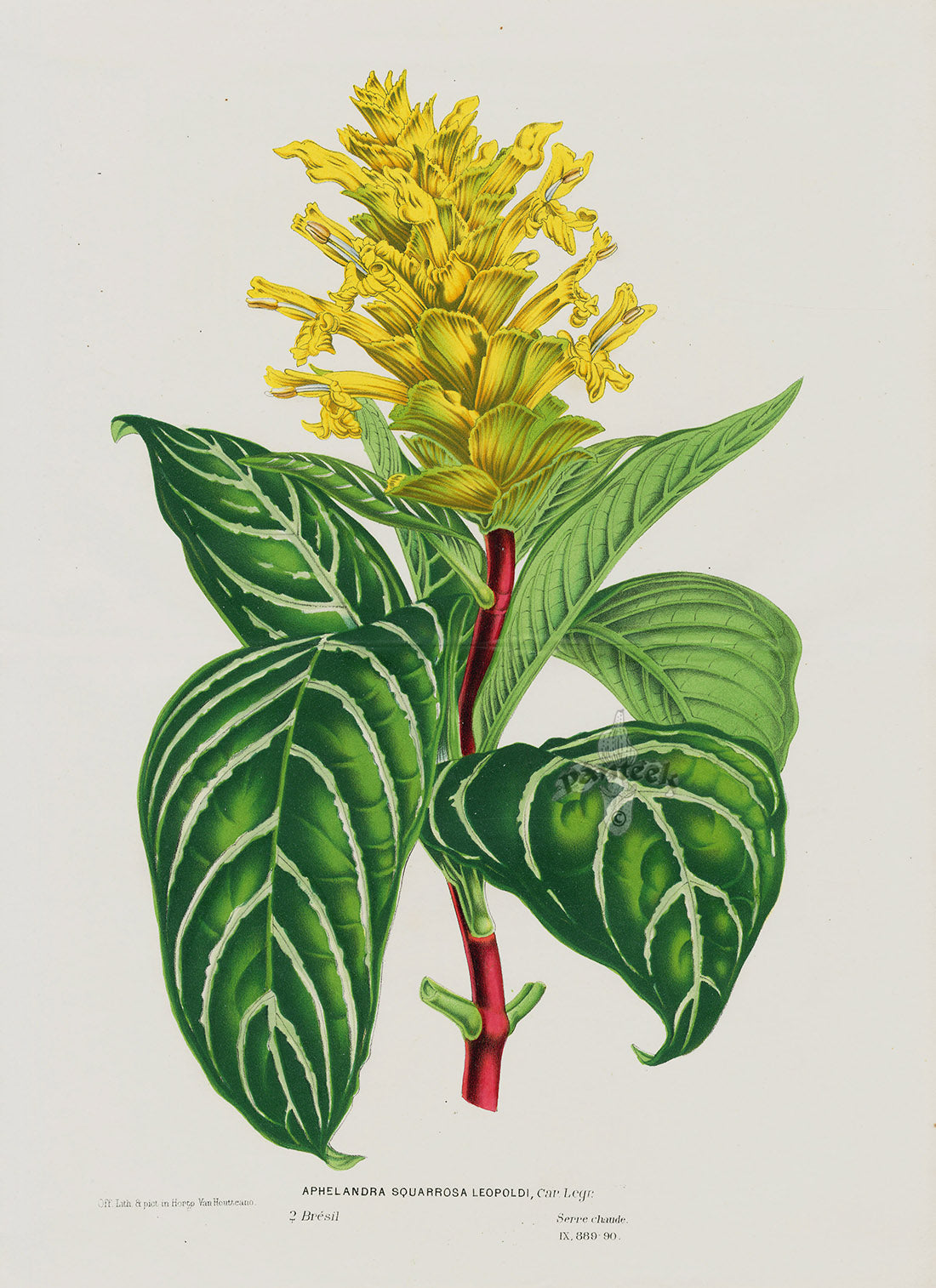 Van Houtte, Lemaire Original Folio Flower Print Aphelandra