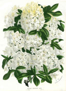 Van Houtte, Lemaire Original Folio Flower Print Azalea - Panteek Antique Prints