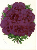 Van Houtte, Lemaire Original Folio Flower Print Azalea Indica - Panteek Antique Prints