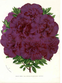 Van Houtte, Lemaire Original Folio Flower Print Azalea Indica - Panteek Antique Prints