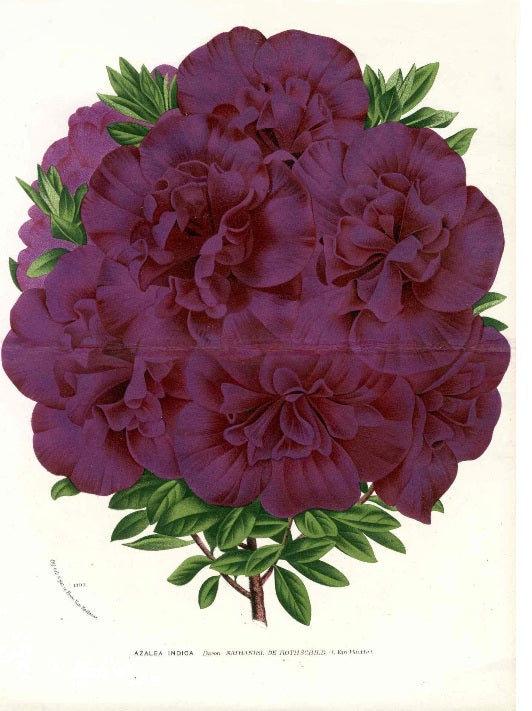 Van Houtte, Lemaire Original Folio Flower Print Azalea Indica