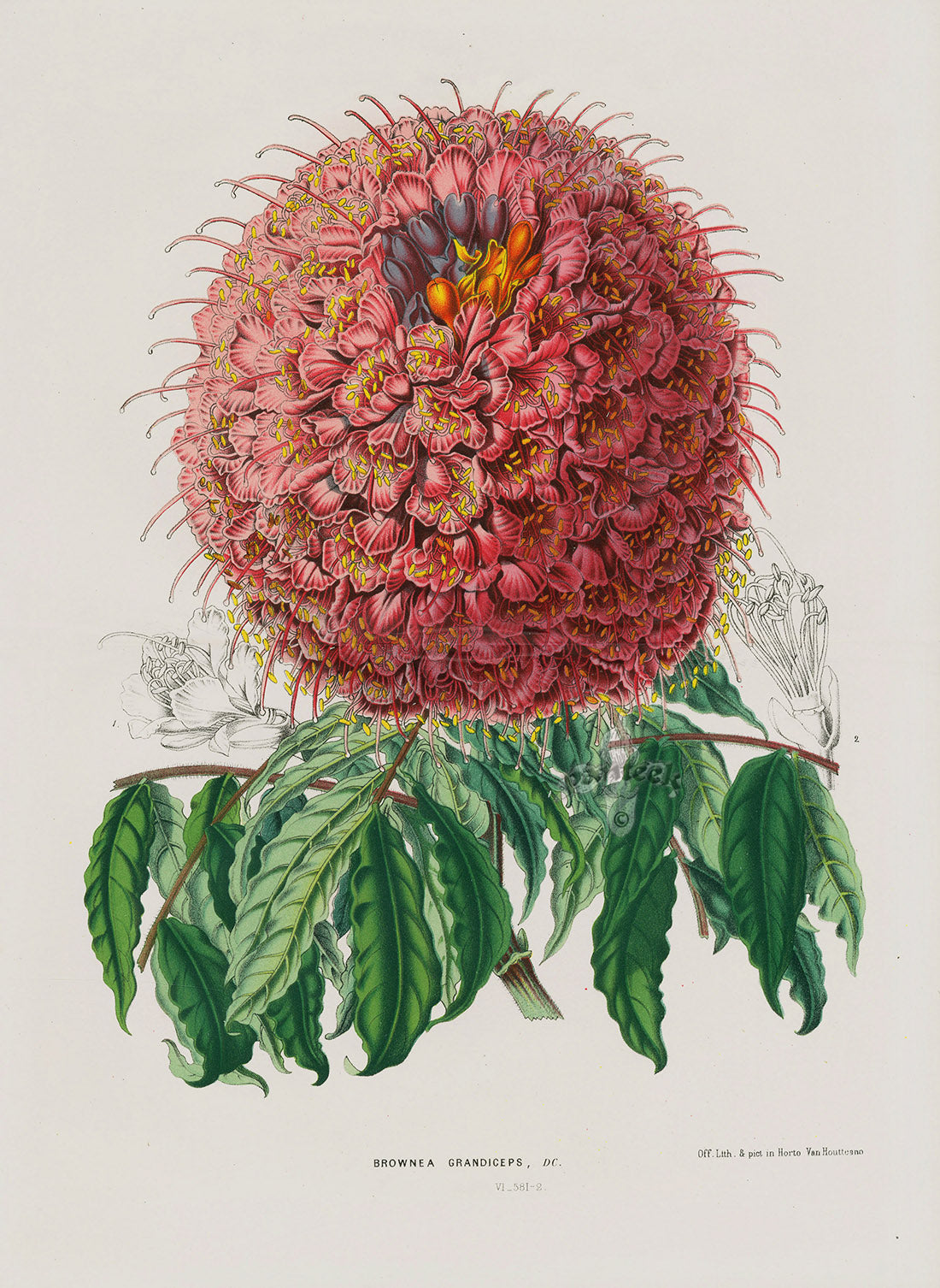 Van Houtte, Lemaire Original Folio Flower Print Brownea
