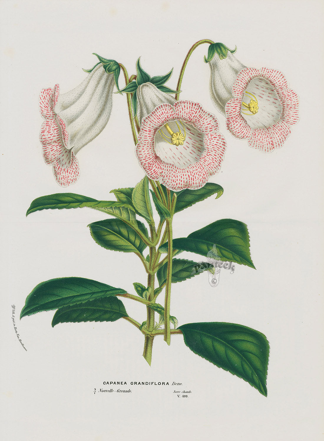 Van Houtte, Lemaire Original Folio Flower Print Capanea