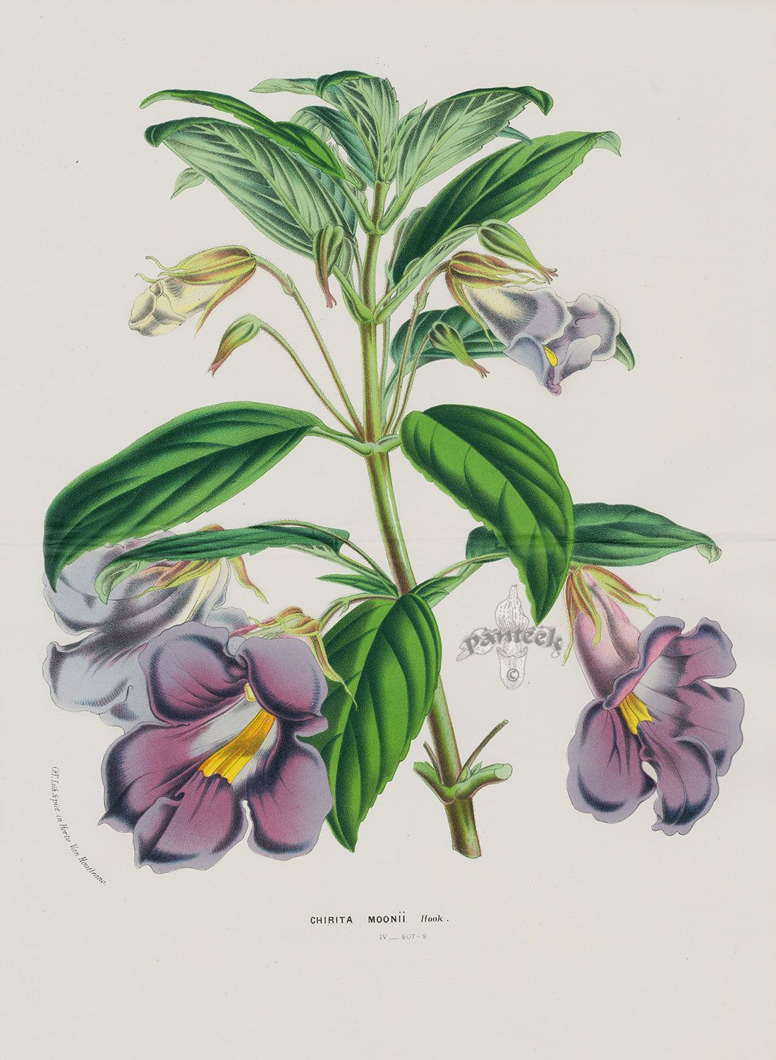 Van Houtte, Lemaire Original Folio Flower Print Chirita
