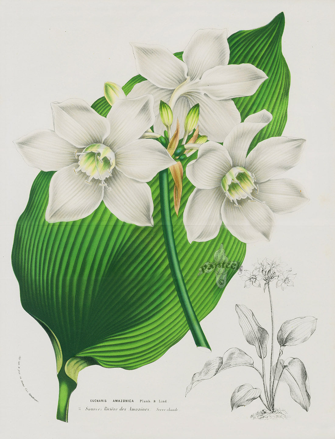 Van Houtte, Lemaire Original Folio Flower Print Eucharis