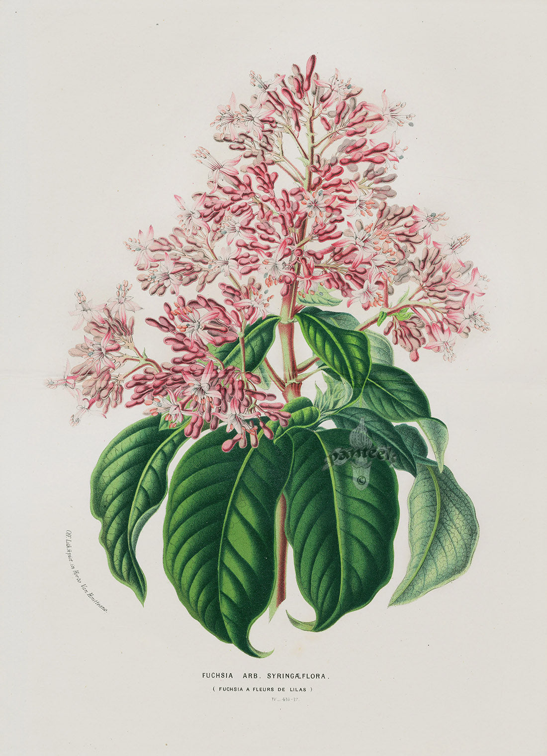 Van Houtte, Lemaire Original Folio Flower Print Fuchsia