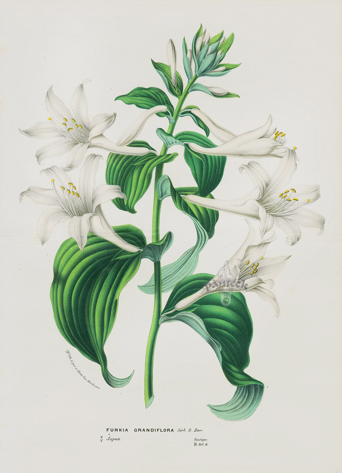 Van Houtte, Lemaire Original Folio Flower Print Funkia