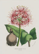 Van Houtte, Lemaire Original Folio Flower Print Haemanthus - Panteek Antique Prints