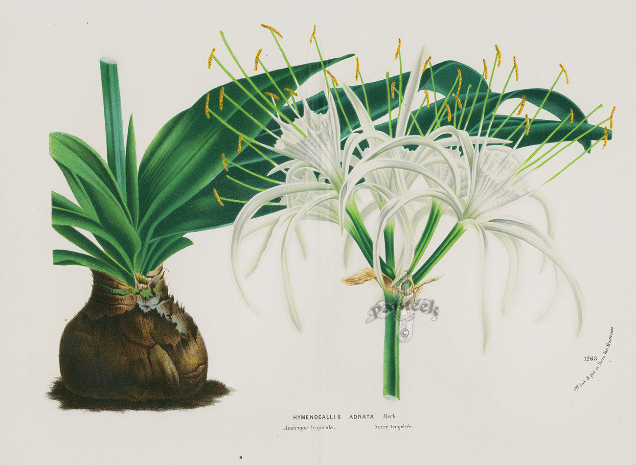 Van Houtte, Lemaire Original Folio Flower Print Hymenocallis