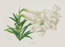 Van Houtte, Lemaire Original Folio Flower Print Lilium Exi - Panteek Antique Prints
