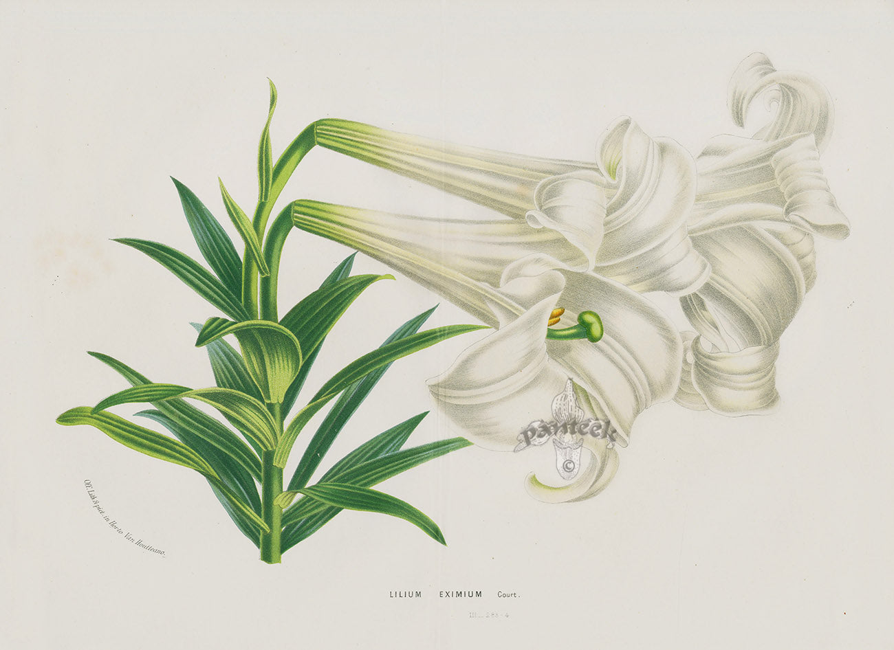 Van Houtte, Lemaire Original Folio Flower Print Lilium Exi