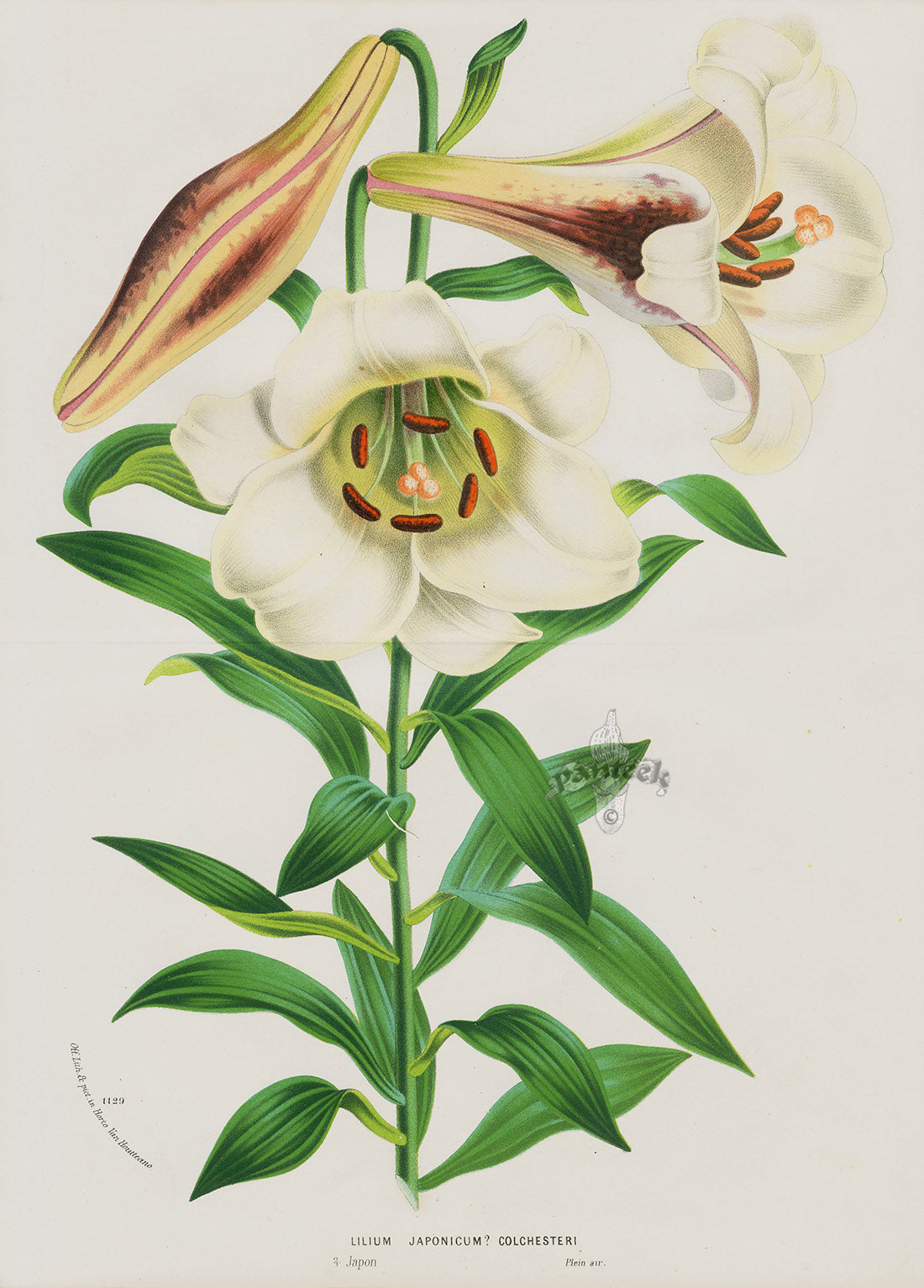 Van Houtte, Lemaire Original Folio Flower Print Lilium Jap