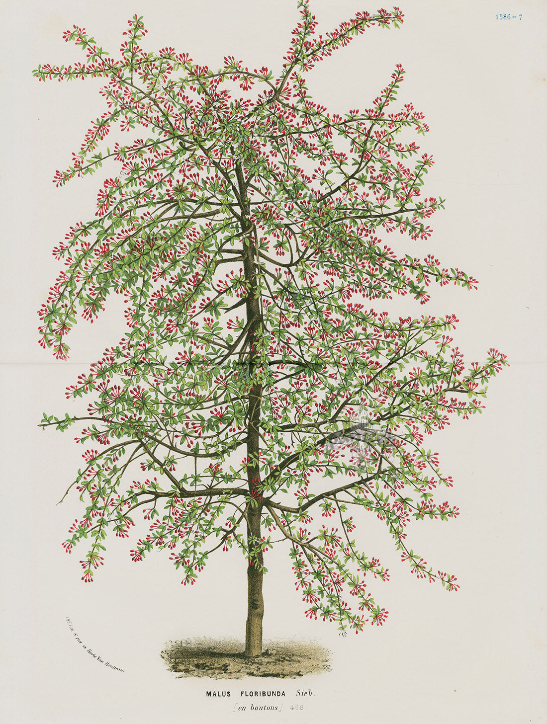 Van Houtte, Lemaire Original Folio Flower Print Malus Flo