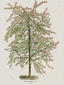 Van Houtte, Lemaire Original Folio Flower Print Malus Flo - Panteek Antique Prints