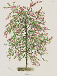Van Houtte, Lemaire Original Folio Flower Print Malus Flo - Panteek Antique Prints