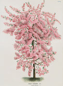 Van Houtte, Lemaire Original Folio Flower Print Malus Flo Pink - Panteek Antique Prints