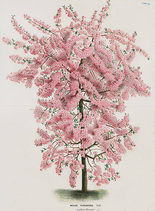 Van Houtte, Lemaire Original Folio Flower Print Malus Flo Pink