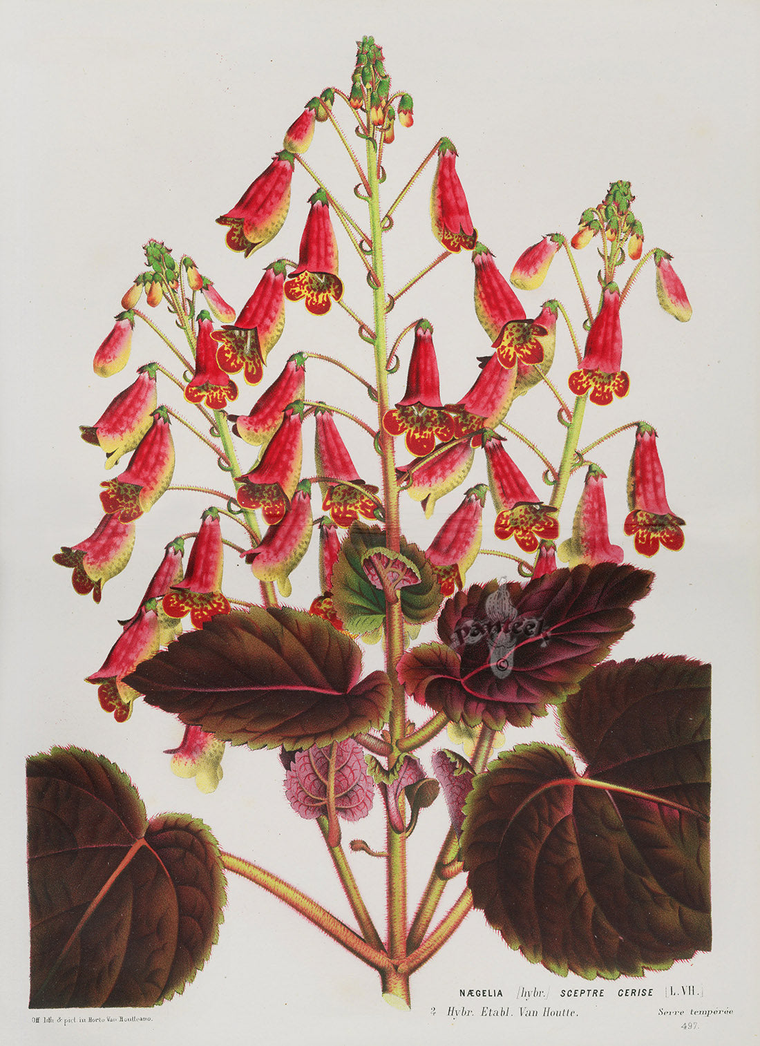 Van Houtte, Lemaire Original Folio Flower Print Nagelia
