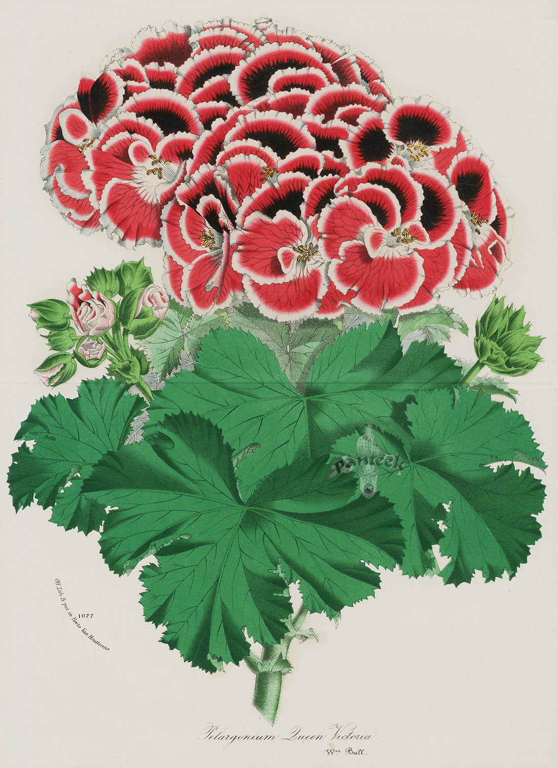 Van Houtte, Lemaire Original Folio Flower Print P. Queen Victoria