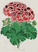 Van Houtte, Lemaire Original Folio Flower Print P. Queen Victoria - Panteek Antique Prints