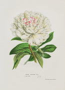 Van Houtte, Lemaire Original Folio Flower Print Paeonia - Panteek Antique Prints
