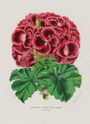 Van Houtte, Lemaire Original Folio Flower Print Pelargonium - Panteek Antique Prints
