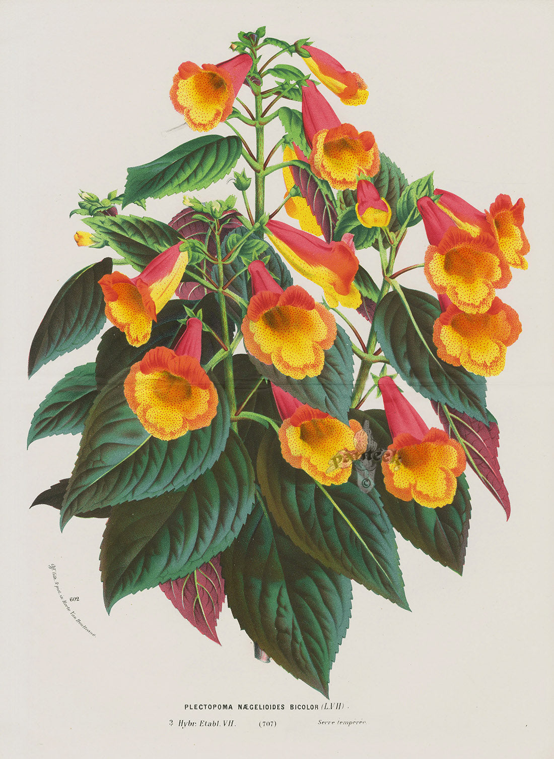 Van Houtte, Lemaire Original Folio Flower Print Plectopoma N Bic